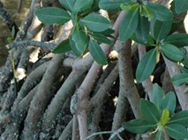 Mangroves at Work . . .