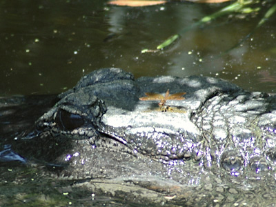 Alligator & Dragonfly . . .