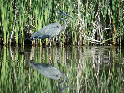 Brainard Lake Blue Heron