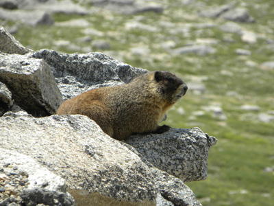 Mt. Evans Marmot . . .