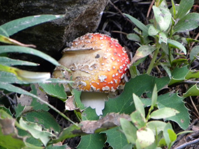 High Country Mushroom . . .