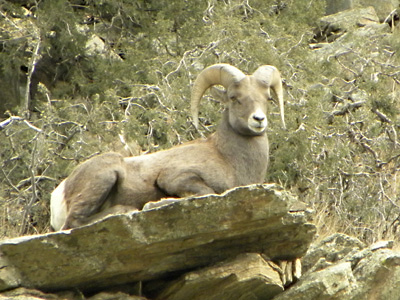 Bighorn Rammie . . .