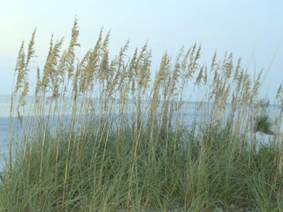 Seaside Sentinels . . .