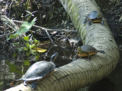 Turtle Highway & Byway . . .