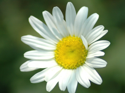 Hello, Daisy . . .