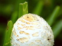 Florida Mushroom . . .