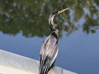 Anhinga gaze . . .