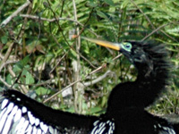 Anhinga stretching . . .