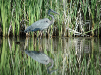 Blue Heron hobo . . .