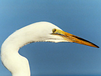 Snowy Egret . . .