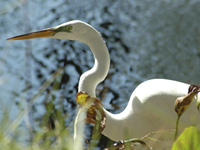 Egret stalking . . .