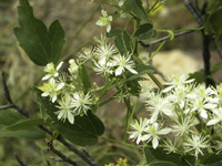 Mountain flowers . . .