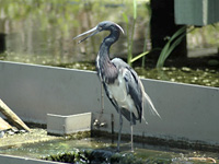 Blue Heron rules . . .