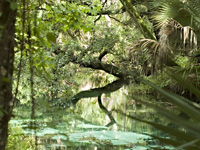 Juniper Springs . . .