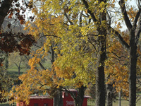 Monett in Autumn . . .