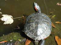 Painted turtle . . .