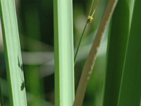 Winter reeds . . .