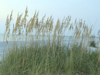 Seaside sentinels . . .