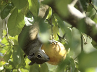 Upside-down snack . . .