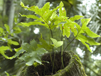 Stumped ferns . . .