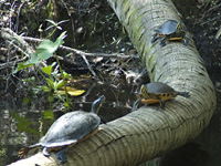 Turtle conga line . . .