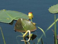 Waterlilies in stasis. . .